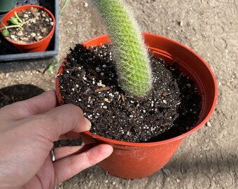 1 rooted monkey tail -similar not exact  plant as pictured -1 tail