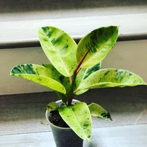 4 inch pot  - Ficus  Elastica  Shivereana -not exact plant