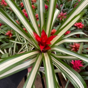 6 Inch Tall in 4 Inch Pot colorful Bromeliad easy Care Keep Water in ...
