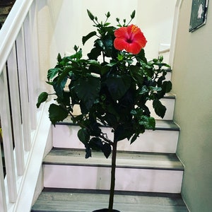 XL 3ft tall - hibiscus tree - large blooms-Ships in growers pot- 3 colors available-pink, red, yellow -similar to photo not exact
