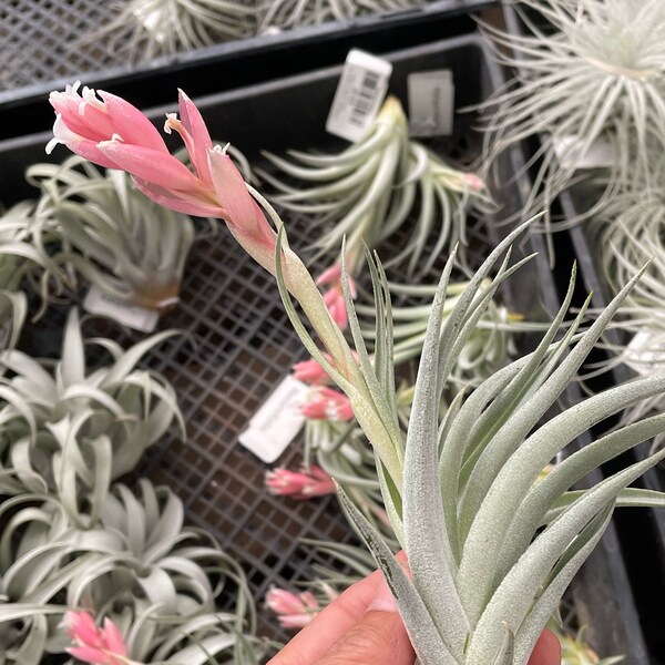 Pink blooming  Tillandsia air plant - easy care -hard to find color