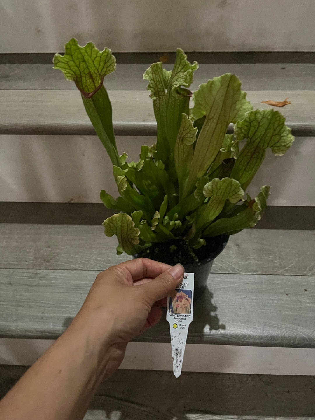 XL 1 Gallon- Carnivorous Pitcher Plant-not Exact -rain Water or ...