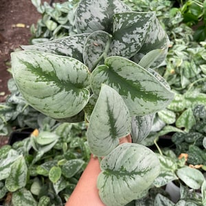 Large and full -4 inch Live Potted- Silver satin pothos splash -similar to photo not exact-silver splash-exoctica