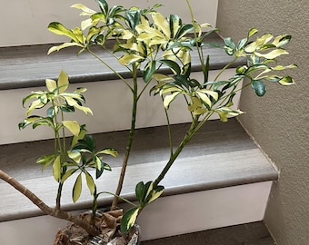 2ft highly Variegated Arboricola-Schefflera arboricola - similar to photo not exact , 1 plant in 6 inch pot