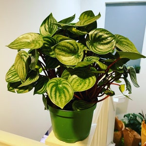 XL -6 inch pot - -Watermelon Peperomia-similar to photo not exact-plant sizes vary based on season and availability