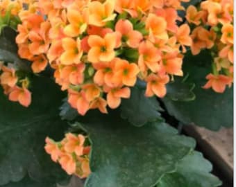 4 inch Live potted -Orange Kalanchoe blossfeldiana