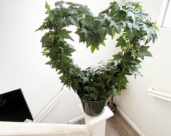 1 ft tall - heart trellis with green -  Live Plant, 6" Pot, Indoor/Outdoor Air Purifier- Perfect gift idea