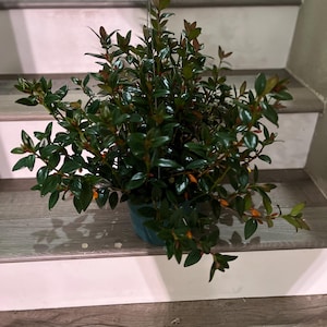 XXL 8 inch pot blooming size  Rare Black leaf Gold Fish Plant - - epiphyte-not exact plant-nemantanthus- gold fish flowers blooms in October