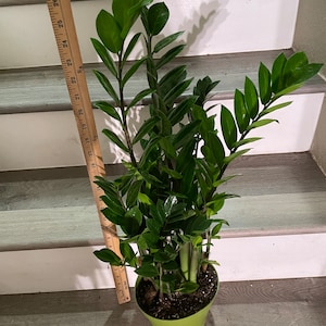 ZZ plant Zamioculcas zamiifoliaeasy care air purifier-handles low light multiple size option image 2