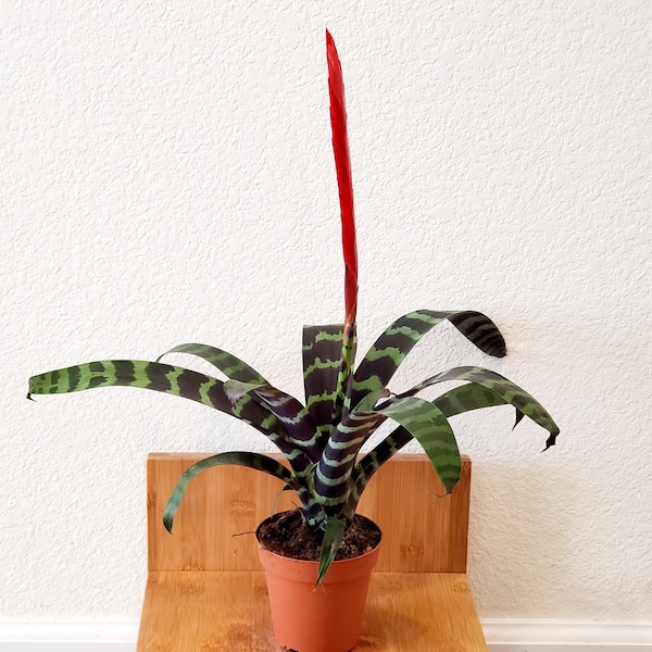 XL 1 to 2 ft tall -BROMELIAD –The flaming sword plant (botanical name : vriesea splendens) grown indoors. soiless , water the flower cups!