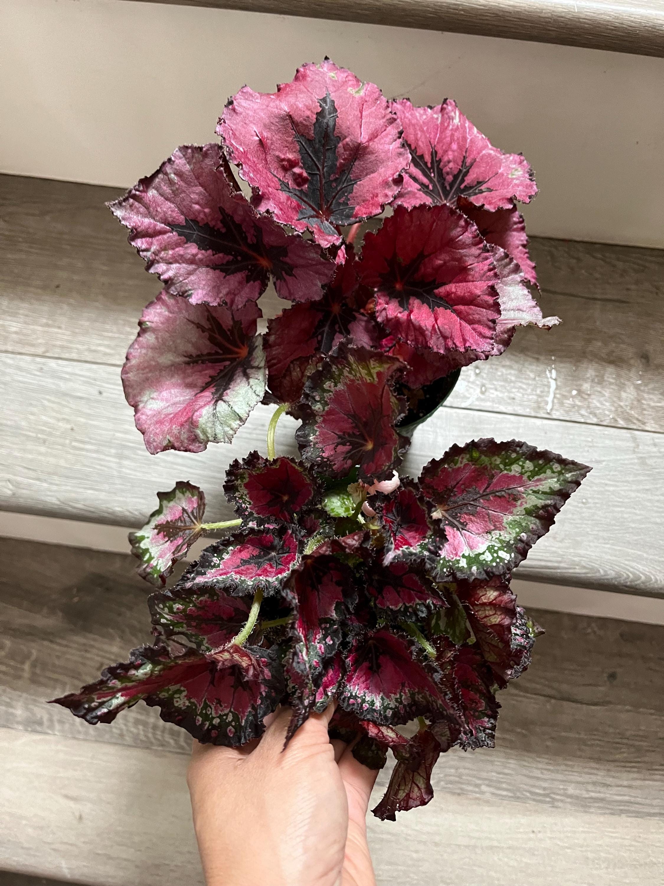 Starter Bundle - Begonia Rex -4 Inch Potted Live Plant -3
