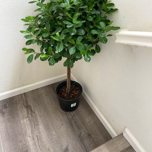May include: A small, potted tree with vibrant green leaves and a brown trunk. The plant is in a black plastic pot, positioned in a corner against a white wall and a gray wood-look floor. The leaves have a glossy appearance.