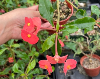4 inch potted -red thornless euphorbia Geroldii- thornless crown of thorn- always blooming !!!