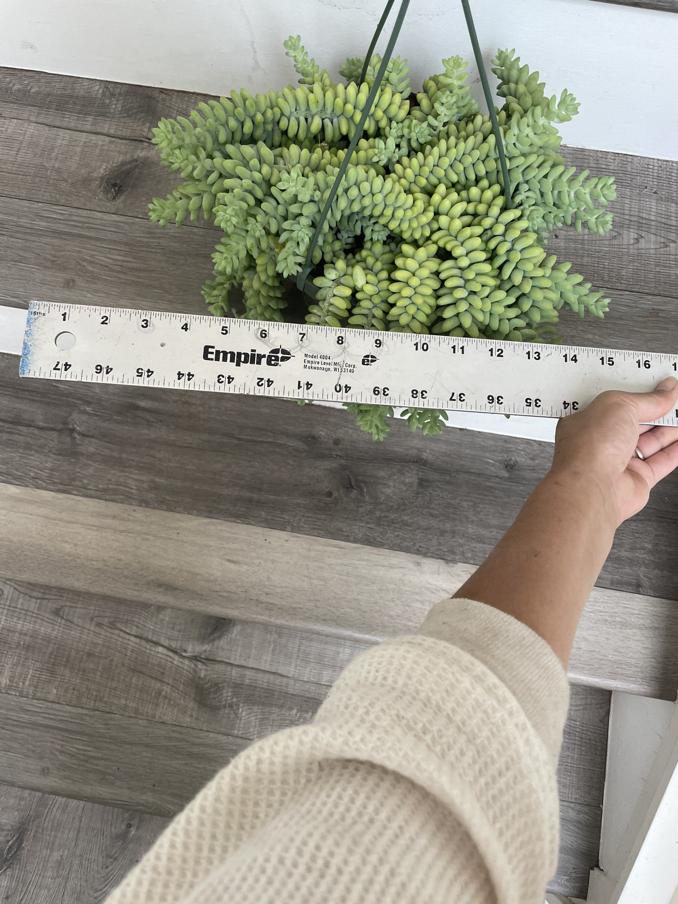 XXL -8 Inch Pot - String of Donkey Tails -easy Care Succulent