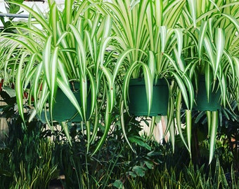 Large Live 6 inch pot- Chlorophytum Spider,  Variegated! Easy starter plant , air purifier Indoor Plant