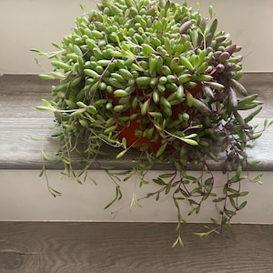 May include: A trailing succulent plant with numerous small, plump, teardrop-shaped green leaves and thin, reddish-purple stems. The plant is contained within a round, orange plastic pot, with many stems cascading over the sides of the container.