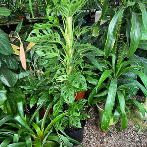 XXL 4 Ft Tall Trellised on Moss Pole monstera Adansonii-wide Leaf Form ...