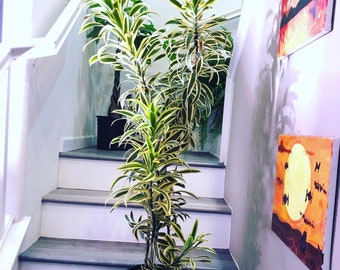 4ft plant-variegated Song of india - -air purifier-easy care- hard to find this size -ship with growers pot - not exact plant