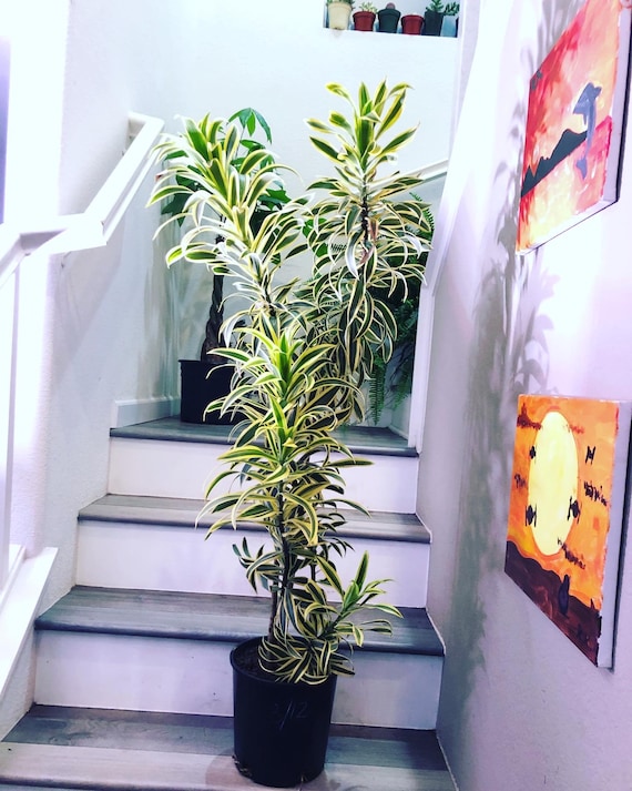 4ft Plant-variegated Song of India - -air Purifier-easy Care- Hard to Find  This Size -ship With Growers Pot - Not Exact Plant - Etsy