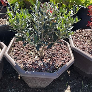 XL- True Dwarf Live olive tree -ships in griwers pot-Indoors/outdoors-easy care -similar to photo not exact -  1 ft tall- bonsai project