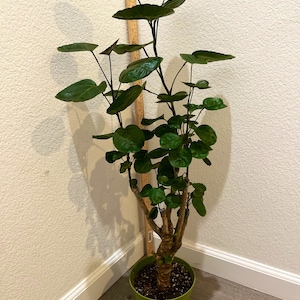 XL - 2ft tall in 6 inch pot-Aralia &#39;Fabian&#39;Polyscias  Indoor or outdoor plant- mid century modern , bonsai