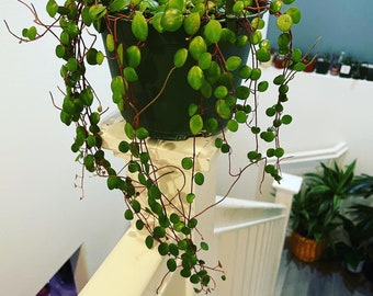 Peperomia Pepperspot Money Plant, Houseplant, Live Plant, Dorm Plant, Succulent-not exact plant -trailing