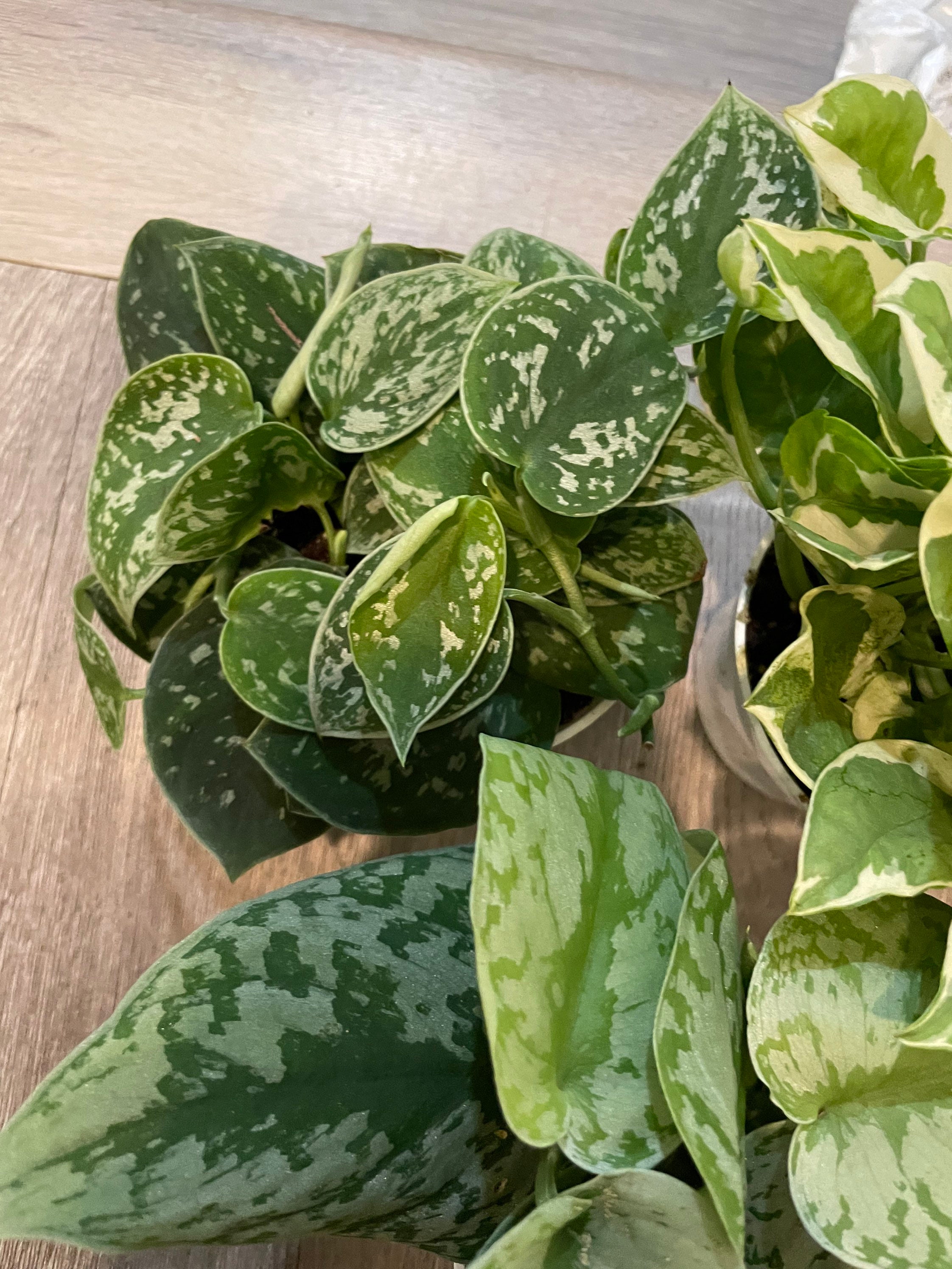 Pothos Starter Kit Bundles -3,5,7 4 Inch Potted Live Pothos Plants in ...