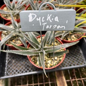 4-5 inch wide red collectors Bundle 2 plants  - Dyckia  red and Tarzan  similar to photo not exact. You will get 2 different plants