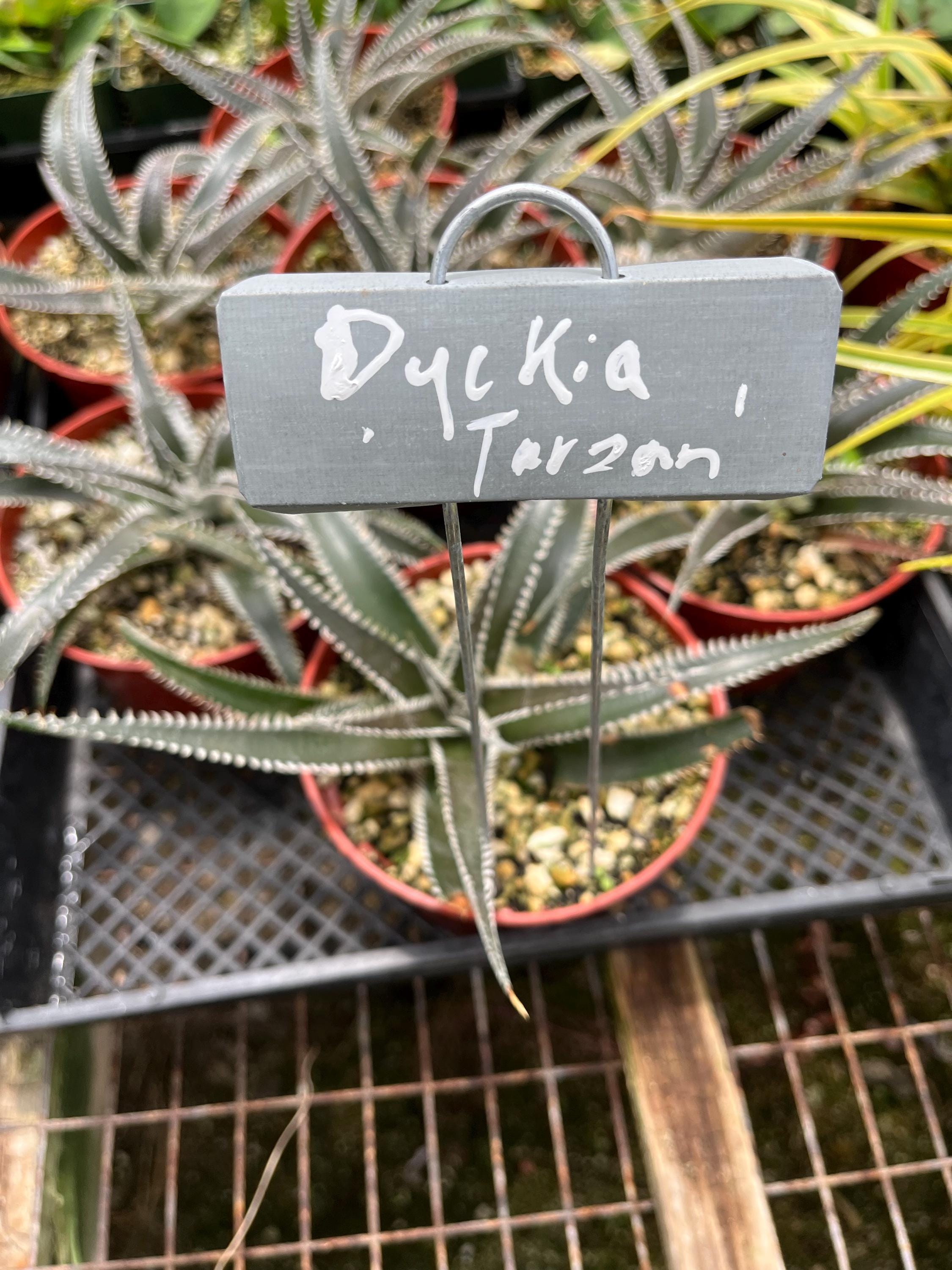 Dyckia Plants - Etsy