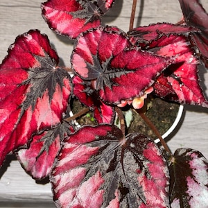 4 inch potted live plant -Rex Begonia ‘Harmony’s Rockin Robin’ Red Vibrant Variegated -Terrarium, vivarium-exact plant