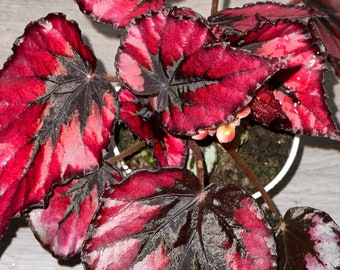 4 inch potted live plant -Rex Begonia ‘Harmony’s Rockin Robin’ Red Vibrant Variegated -Terrarium, vivarium-exact plant