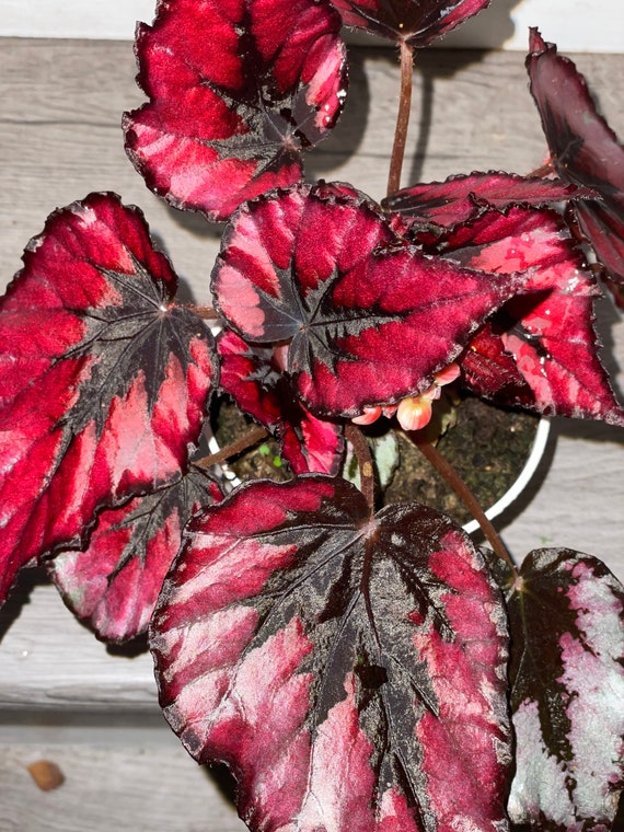 4 Inch Potted Live Plant -rex Begonia Red Vibrant Variegated