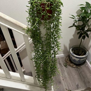 XXL-2-3 ft  trail  String of Bananas   -Easy care succulents -large full-not exact plant similar