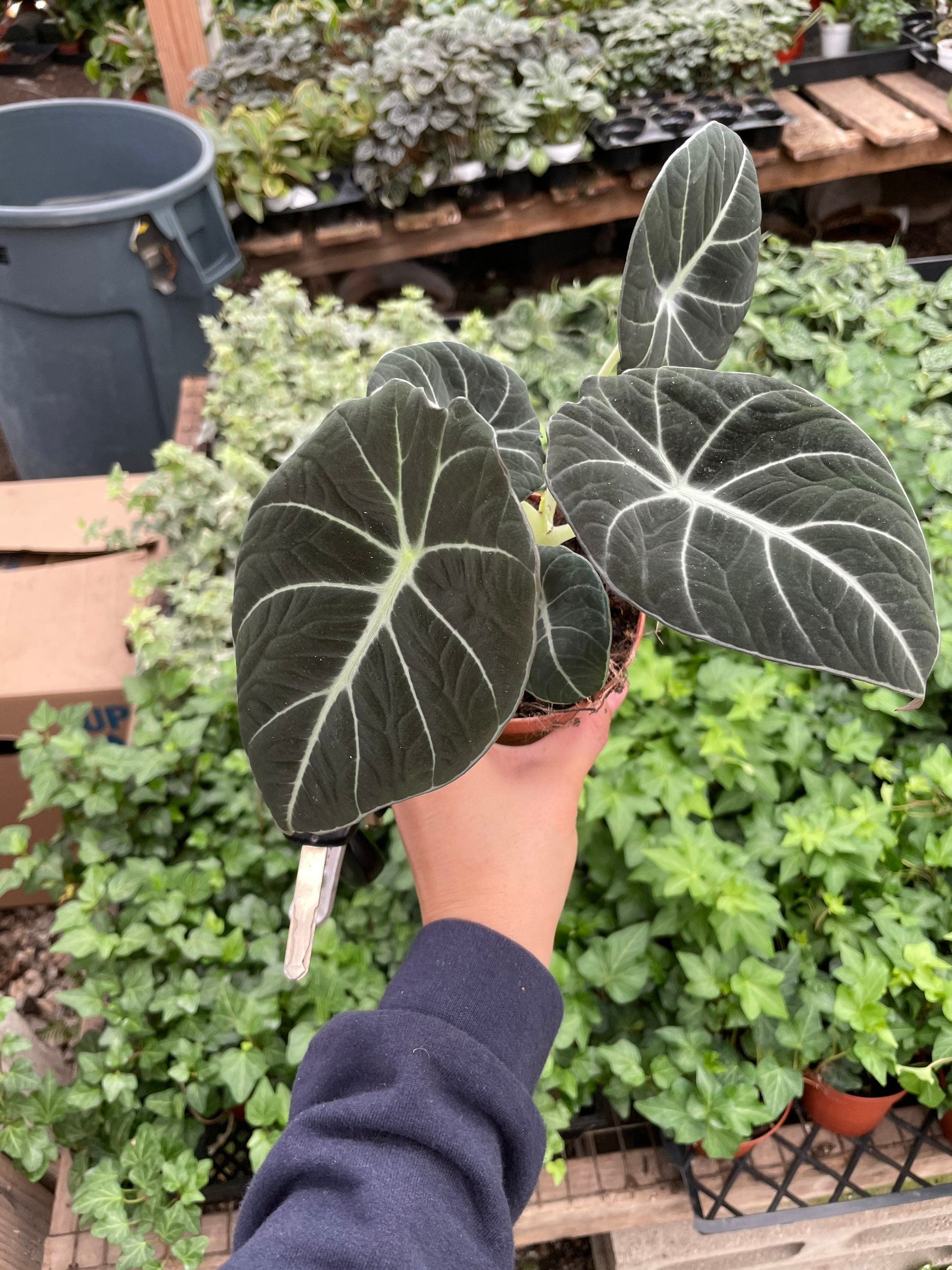 Plante verte Alocasia artificielle haut de gamme Avec Pot En Céramique B16