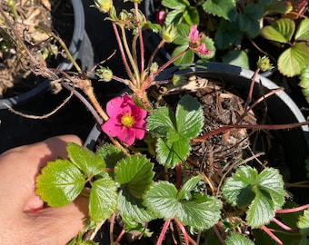 Pink flower strawberry -edible fruit  -perennial-similar to photo not exact- growers choice- Carolina pine  berry
