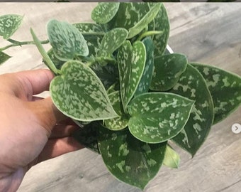 4 inch Live Potted- Silver satin pothos argyraeus