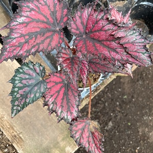 4 inch potted live plant -Rex Begonia ‘Red Vibrant Variegated -Terrarium, vivarium-similar to  picture