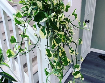 XXL-  large  trailing size -6 " N Joy  Pothos trailing -Plant similar to picture not exact- PLant size can vary depends on availability