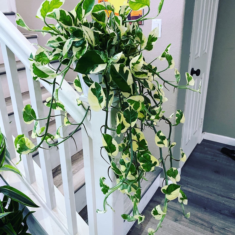 XXL large trailing size 6 N Joy Pothos trailing Plant similar to picture not exact PLant size can vary depends on availability image 1