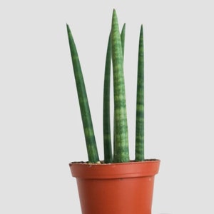 Cylindrical Sansevieria -Snake Plant- multiple size options