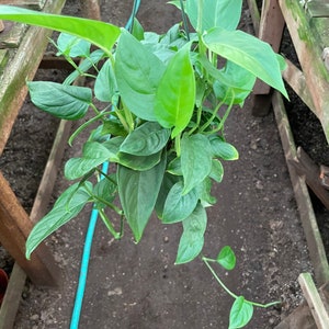 XL 2ft  Trailing 6  inch pot -Trailing monstera  adansonii laniata -photo pending