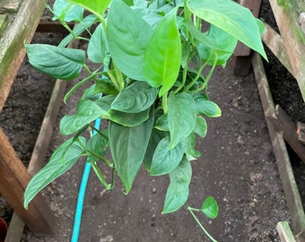 XL 2ft  Trailing 6  inch pot -Trailing monstera  adansonii laniata -photo pending