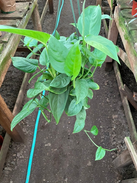 XL 2ft Trailing 6 Inch Pot -trailing Monstera Adansonii Laniata -photo  Pending - Etsy