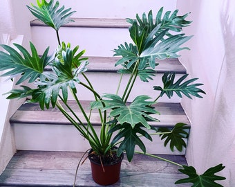 XXL -2ft - Philodendron xanadu ships with growers pot-let dry out -repot use a well draining aroid medium . not exact plant