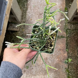 4 inch pot -Rhipsalis Philocarpa  -easy care-similar to photo not exact