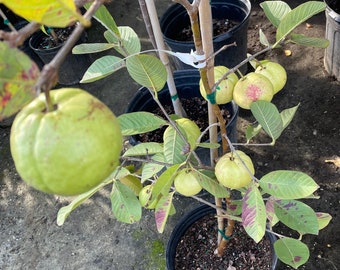 3-4 ft tall White Thai Guava  - Air layered - fruit in photo .  Fruiting size .