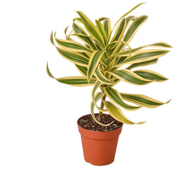 4 inch potted -Song of India- variegated Dracaena