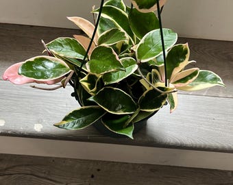 Hoya Krimson Queen in 6 inch pot, Hoya Carnosa Variegated-starting to trail-similar to photo not exact-color of variegation will vary