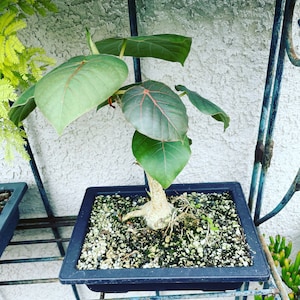 6 inch pot ficus petiolaris-rock fig -  caudex- similar to photo not exact-Pink!