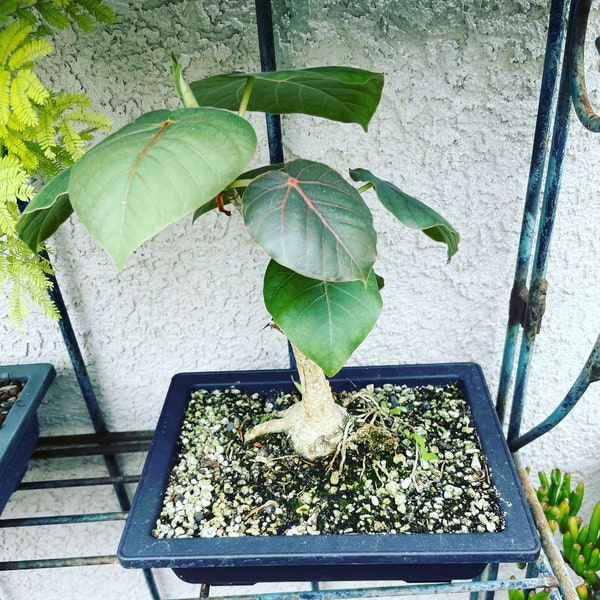 Large caudex- ficus petiolaris-rock fig -great for bonsai -pot not included - approx 8 inches to 1ft tall. Similar to photo not exact-Pink!